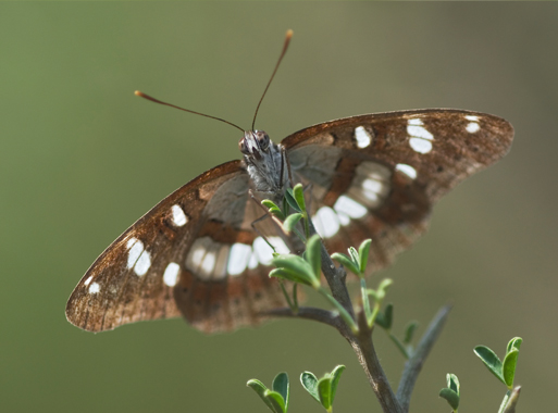 Limenitis reducta